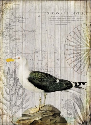 Framed Vintage Sea Bird Print