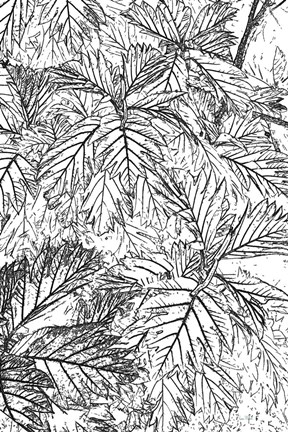 Framed Botanical BW I Print