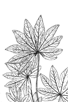 Framed Botanical BW III Print