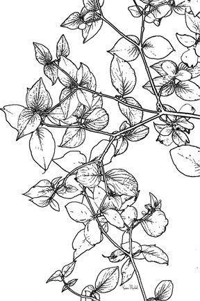 Framed Leafy BW Print