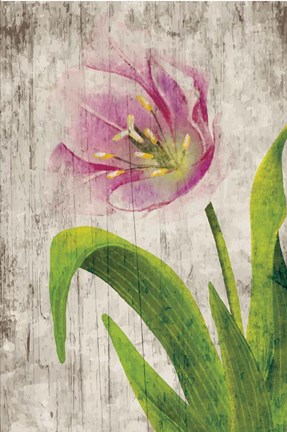 Framed Tulips I Print