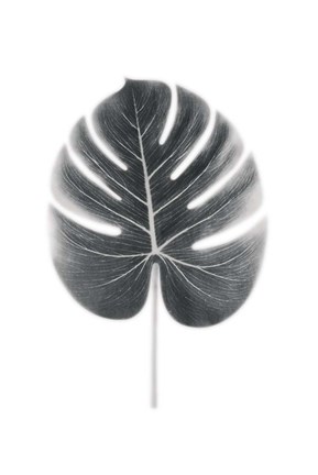 Framed Palm III Print