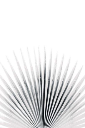 Framed Palm VI Print