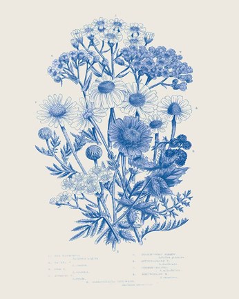 Framed Flowering Plants V Mid Blue Print