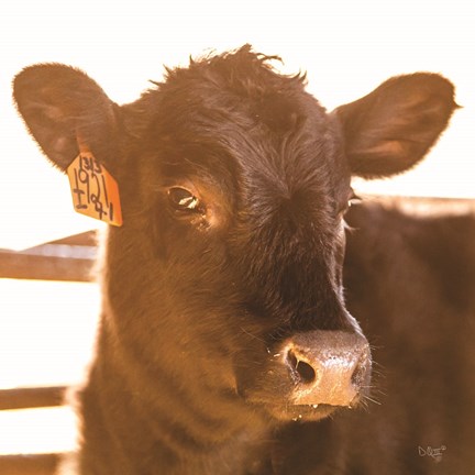 Framed Baby Cow I Print