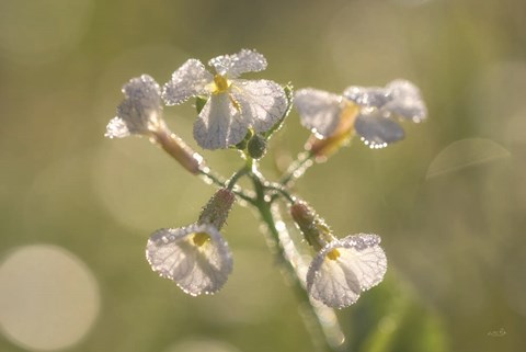 Framed Morning Dew Print