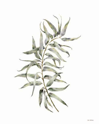 Framed Eucalyptus I Print