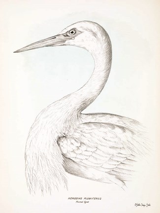 Framed Herodias Plumiferus Print