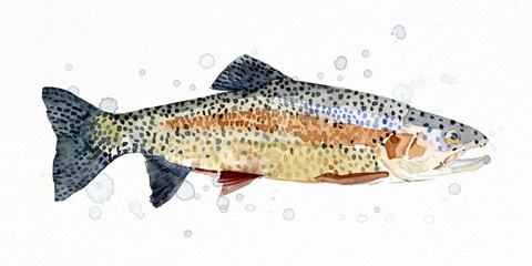 Framed Watercolor Rainbow Trout I Print