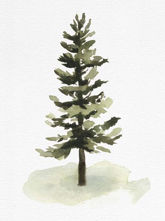 Framed Watercolor Pine II Print