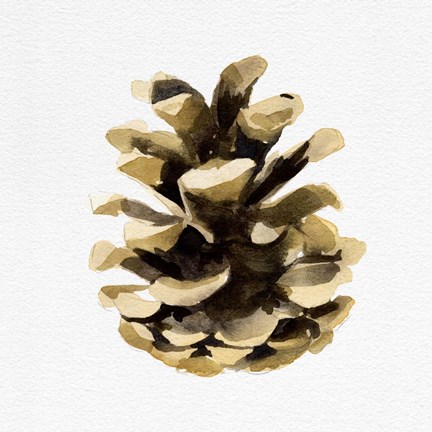Framed Conifer Cone II Print
