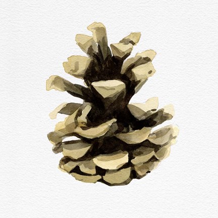 Framed Conifer Cone III Print