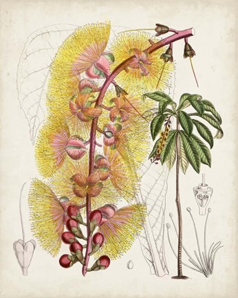 Framed Delicate Tropicals VII Print