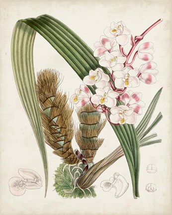 Framed Delicate Tropicals VIII Print