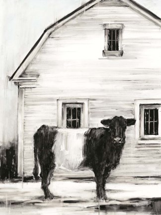 Framed Belted Galloway I Print
