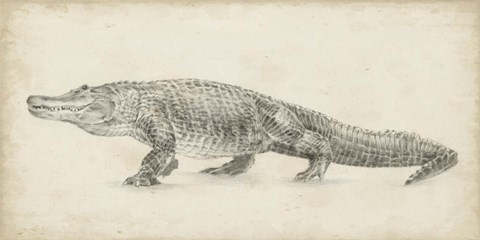 Framed Alligator Sketch Print