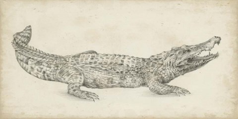 Framed Crocodile Sketch Print