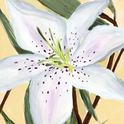 Framed White Lily II Print