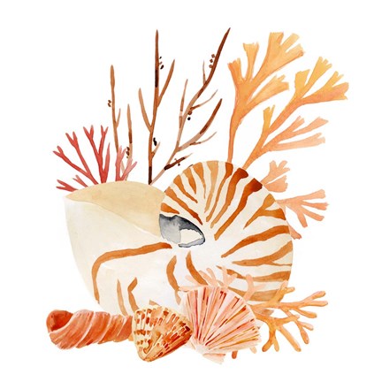 Framed Nautilus Grouping I Print