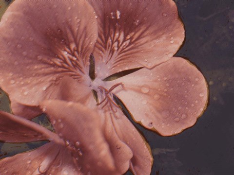 Framed Garden Geraniums I Print