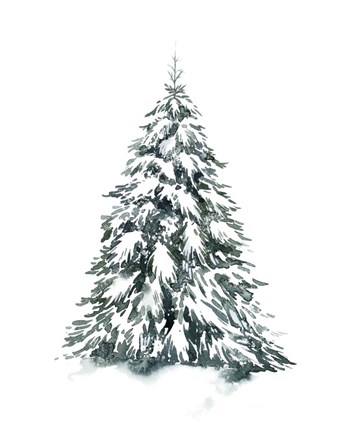 Framed Blue Spruce II Print