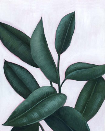 Framed Verdant Ficus II Print