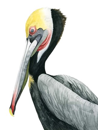 Framed Watercolor Pelican II Print