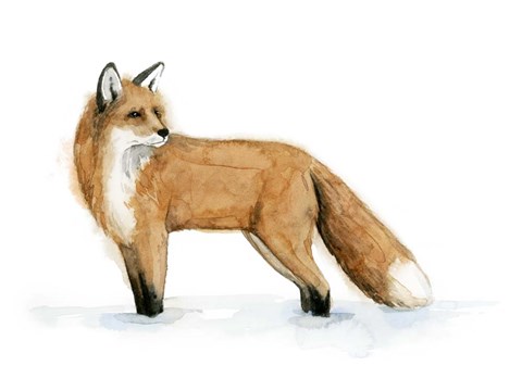 Framed Snow Fox II Print