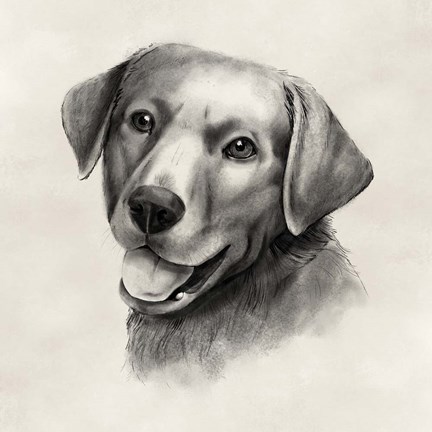 Framed Charcoal Labrador II Print