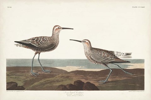 Framed Pl. 344 Long-legged Sandpiper Print