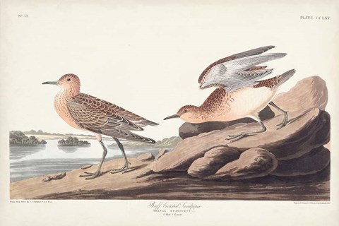 Framed Pl. 265 Buff-breasted Sandpiper Print