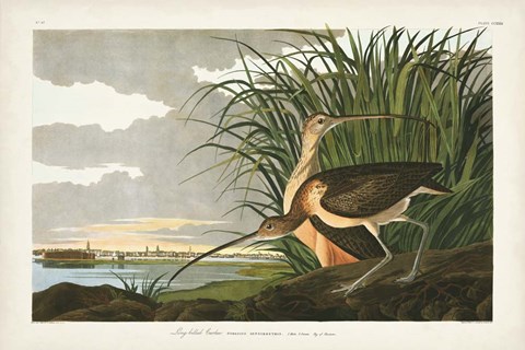 Framed Pl. 231 Long-billed Curlew Print