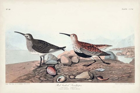 Framed Pl. 290 Red-backed Sandpiper Print