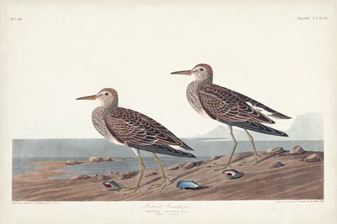 Framed Pl. 294 Pectoral Sandpiper Print