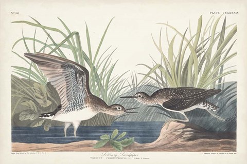 Framed Pl. 289 Solitary Sandpiper Print
