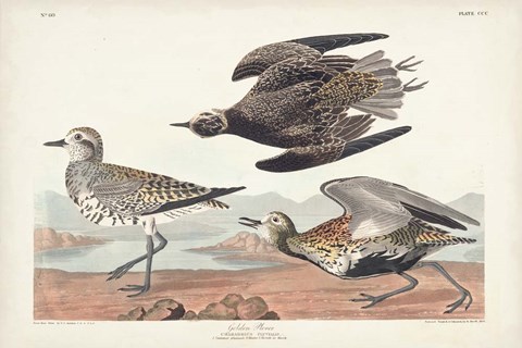 Framed Pl. 300 Golden Plover Print