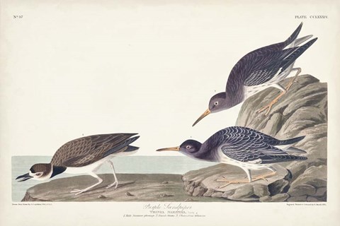 Framed Pl. 284 Purple Sandpiper Print