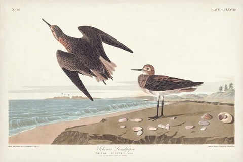 Framed Pl. 278 Schins Sandpiper Print