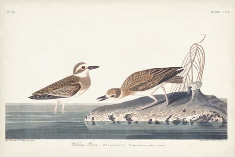 Framed Pl. 209 Wilsons Plover Print