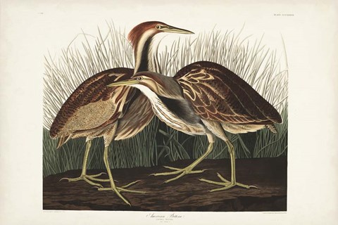 Framed Pl. 337 American Bittern Print