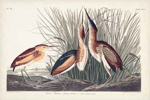 Framed Pl. 210 Least Bittern Print