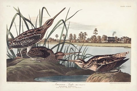 Framed Pl. 243 American Snipe Print