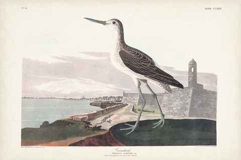Framed Pl. 269 Greenshank Print