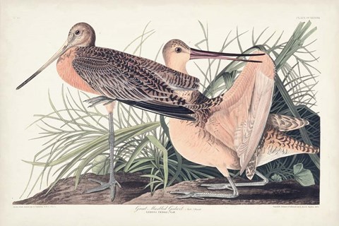 Framed Pl. 238 Great Marbled Godwit Print