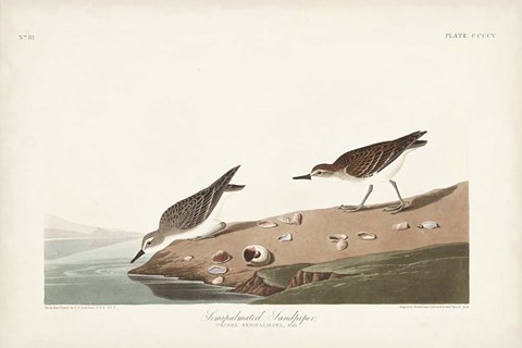 Framed Pl. 405 Semipalmated Sandpiper Print