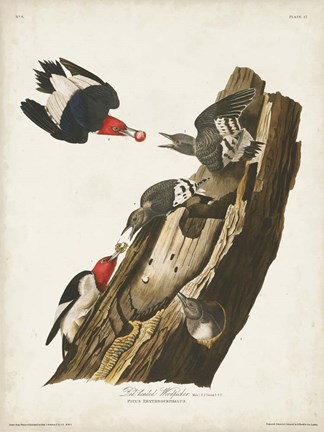 Framed Pl. 27 Red-headed Woodpecker Print