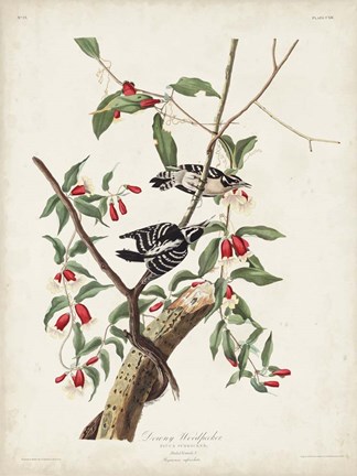 Framed Pl. 112 Downy Woodpecker Print