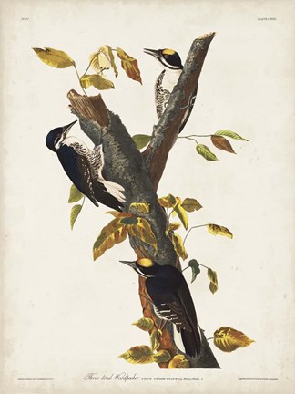 Framed Pl. 132 Three-toed Woodpecker Print