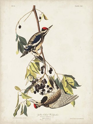 Framed Pl. 190 Yellow-bellied Woodpecker Print