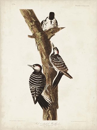 Framed Pl. 389 Red-cockaded Woodpecker Print